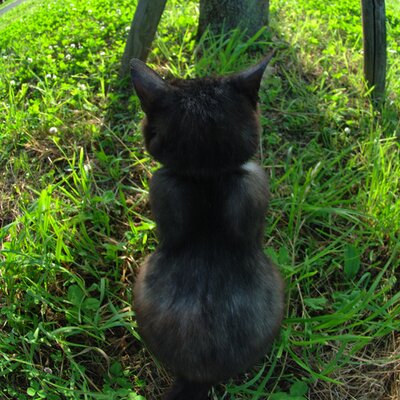 mamekoro51's profile picture