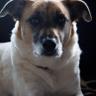 CuddlePup11414's profile picture