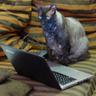 LeoL profil fotoğrafı