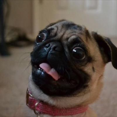 pl120101's profile picture
