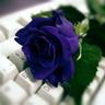 Profilbild von ابتسام محسن