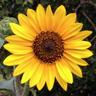J. Milford's profile picture