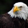 Фото профиля Eagle Rider (He/Him)🇺🇸🇺🇦🇮🇪