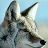 Profilbild von Coyotejack
