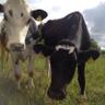 Profilbild von Kiltullagh Farm (Fran)