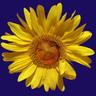 Elderbird's profile picture