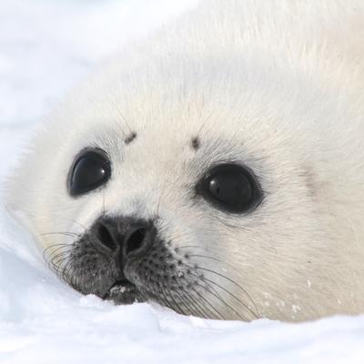 シバタ🦭カズマサ's profile picture