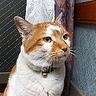 nyabu🐈's profile picture