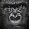 Gorilla Talk profil fotoğrafı
