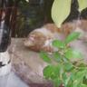 ねむり猫's profile picture