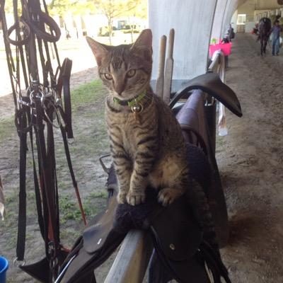 Gator Kitten's profile picture