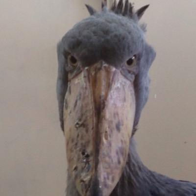 saitamako29's profile picture