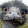 Plinio il Plinio 的头像