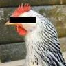 Profilbild von Coq Hérétique