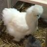 Profilbild von Poulette