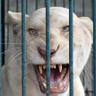LEON_ALBA's profile picture