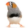 Zebby Finch's profile picture