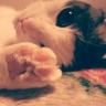 ナホ💙❤️🐈⬛ profil fotoğrafı
