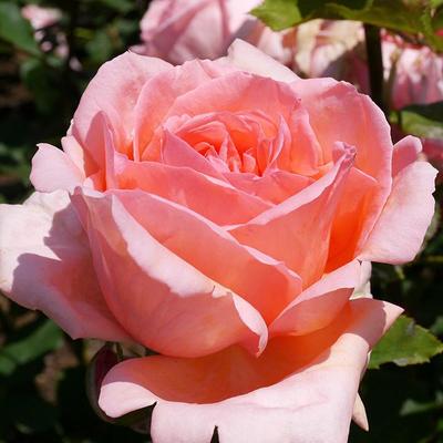 yukaritanabe's profile picture