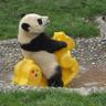 Panda's profile picture