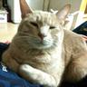 ぶちにゃーす's profile picture