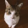maco@oj's profile picture