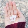 벚꽃's profile picture