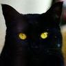 blackcat mendoza ๐ฆ๐บ's profile picture
