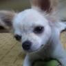 Profilbild von ぺこ