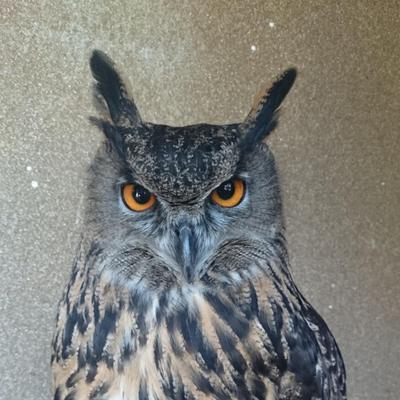 kedamonobiyori's profile picture