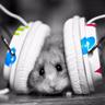 Der Hamster's profile picture