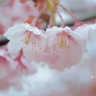 Фото профиля ききっち