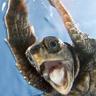 Фото профиля TaoTurtle