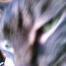 åŒè«/Hiromusi's profile picture