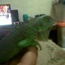 Yudhistira's profile picture
