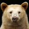 A Kermode Bear Is Stealing Your Salmon profil fotoğrafı