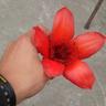 SL profil fotoğrafı