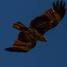 MASARA IVANT's profile picture