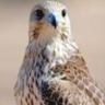 راشد ال دريس's profile picture