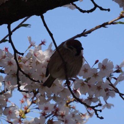 illublue's profile picture