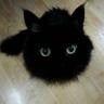 きょん4ぃ profil fotoğrafı