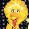 Bitcoin Big Bird's profile picture