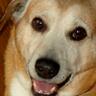 Bluepup's profile picture