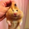 ね も た ろ う さん 的头像