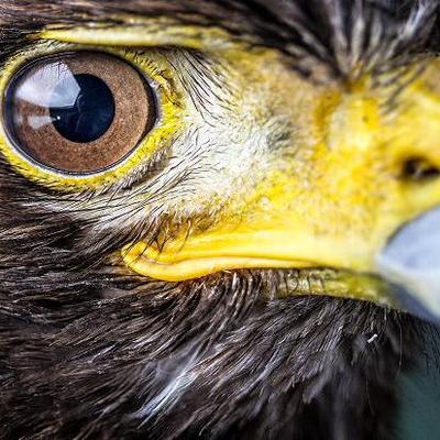 RufusTheHawk's profile picture