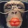 Sontoloyo's profile picture