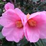 Фото профиля 鈴ふう