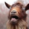 Hairy Angus's profile picture