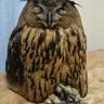 Profilbild von Owl_junior