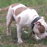 ScarverLineBullies's profile picture